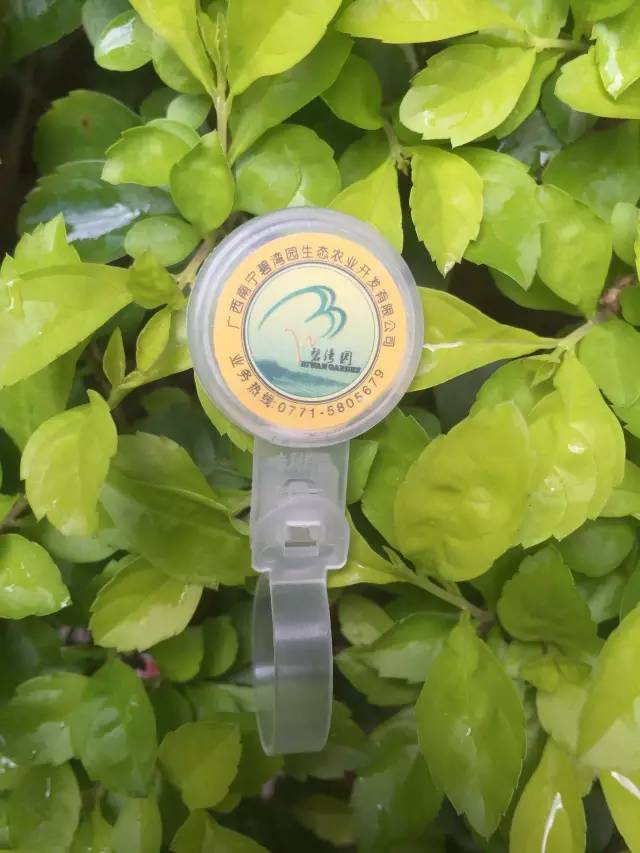 二维码防伪脚环