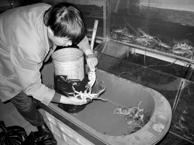 沿路叫卖3两以上盘锦肥母蟹或有假！