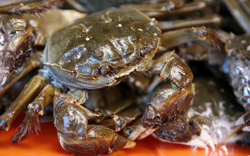 如何分辨阳澄湖大闸蟹的真伪