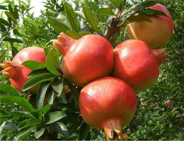 石榴水果二维码防假冒系统