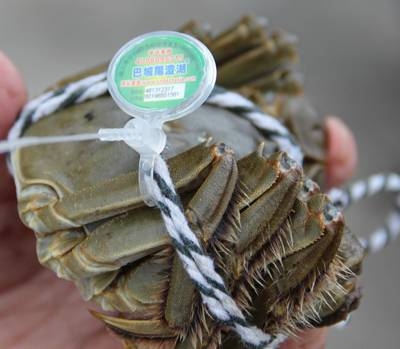 阳澄湖大闸蟹新版防伪扣上线