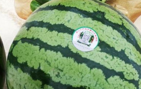 贴有防伪标签的沙头西瓜，一扫就知信息