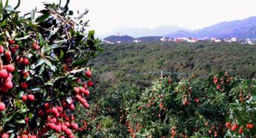 315防伪水果系统