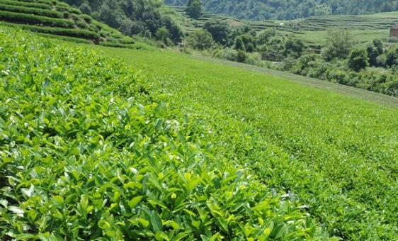 茶叶防伪标签，茶叶二维码防伪标签有哪些优势和特点？