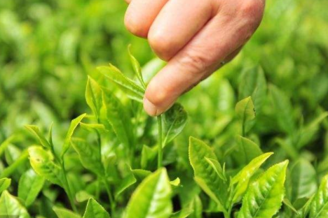 采摘茶叶防伪标签定制