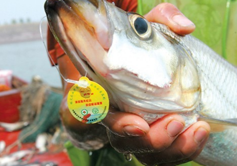 鱼的防伪标签是什么样的？-、315产品防伪查询中心